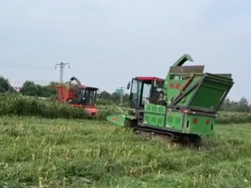四川用戶(hù)收割皇竹草